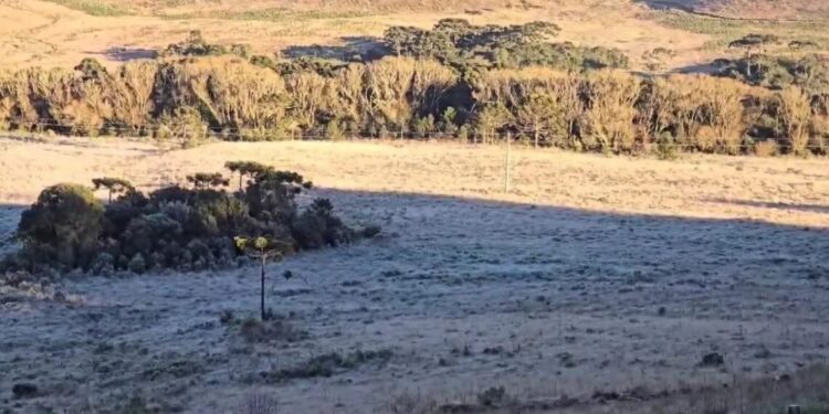 Geada observada em São Joaquim na manhã deste domingo (30); fenômeno pode se repetir na segunda
Mycchel Legnaghi / @saojoaquimonline.com.br