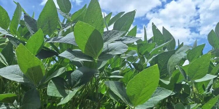 Custo de produção da soja aumenta em MT na safra 2024/25