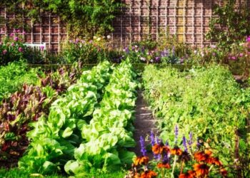 A chegada do inverno requer atenção com cultivos que são mais propícios ao clima frio da estação — Foto: Canva/ Creative Commoms