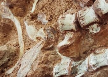 Fóssil de dinossauro de cerca de 233 milhões de anos foi encontrado durante uma escavação de pesquisadores da Universidade Federal de Santa Maria (UFSM) Divulgação/ Rodrigo Temp Müller