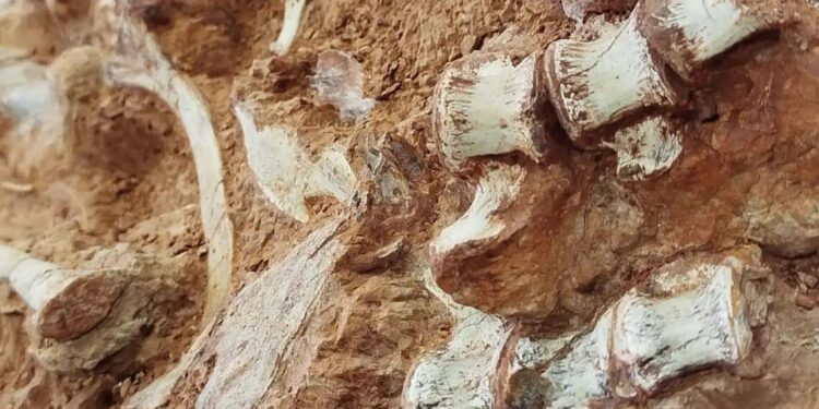 Fóssil de dinossauro de cerca de 233 milhões de anos foi encontrado durante uma escavação de pesquisadores da Universidade Federal de Santa Maria (UFSM)
Divulgação/ Rodrigo Temp Müller