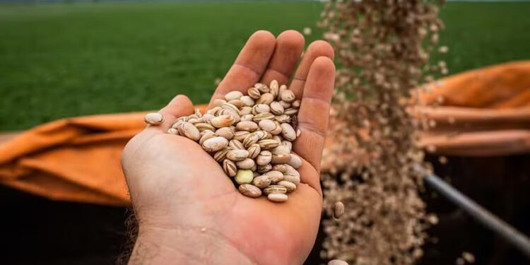 Menor preço mínimo do feijão reduzirá plantio, diz Ibrafe