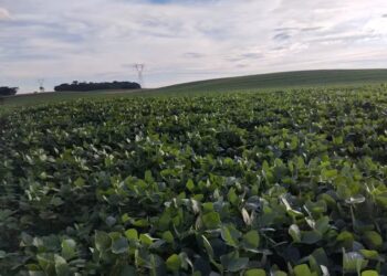 Safras & Mercado prevê área plantada para soja de 47 milhões de hectares — Foto: Marcelo Beledeli / Globo Rural