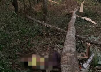 Homem de 58 anos morre esmagado por árvore na zona rural de Carmolândia — Foto: Reprodução