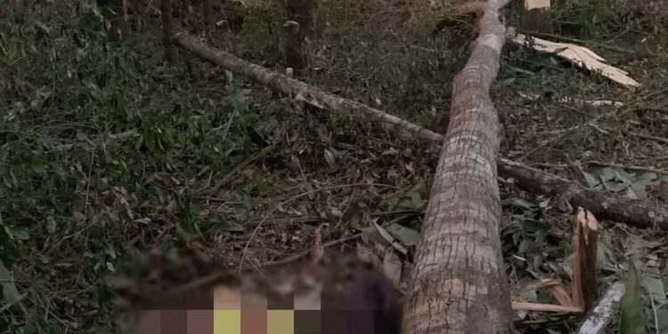 Homem morre esmagado por árvore que ele cortava com motosserra