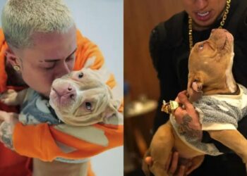 MC Daniel lamenta e filhote que se afogou na piscina casa do funkeiro Instagram/MC Daniel