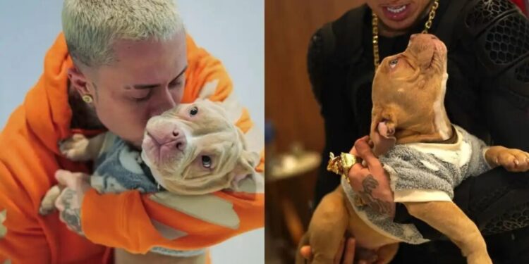 MC Daniel lamenta morte de cachorro após queda na piscina: “Dor inexplicável”
