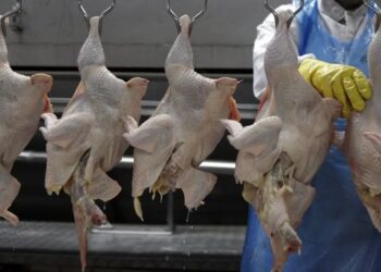 Exportações de frango, ovos e derivados de aves estão suspensas — Foto: Globo Rural