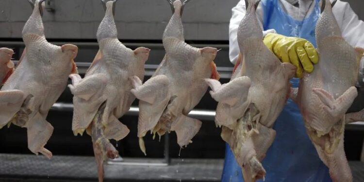 Ministério declara estado de emergência no RS por Newcastle