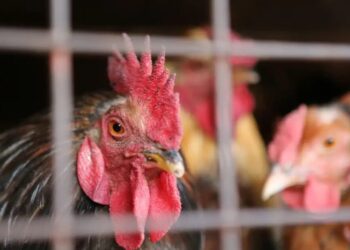 Aves- REUTERS/James Akena