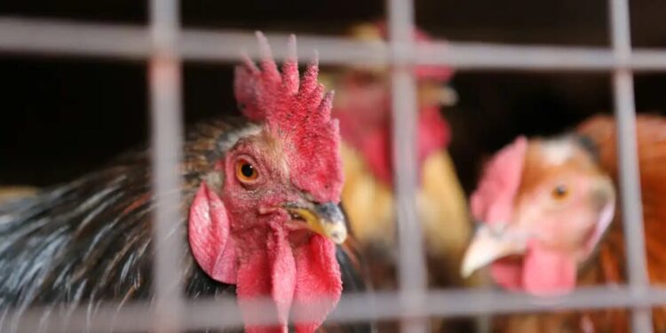 Brasil suspende exportações de carne de aves após caso de Newcastle no RS