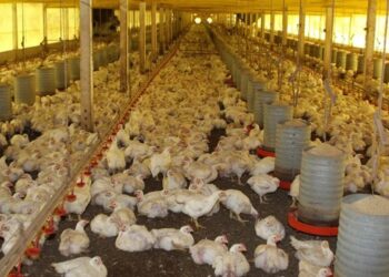 Brasil não registrava um caso de doença de Newcastle desde 2006 — Foto: ANPR/CCommons