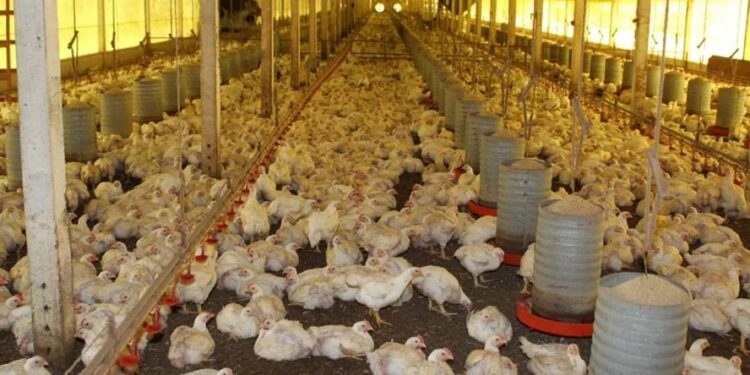 Brasil não registrava um caso de doença de Newcastle desde 2006 — Foto: ANPR/CCommons