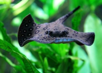 arraia — Foto: Potamotrygon_new_england/ Wikimedia Commons