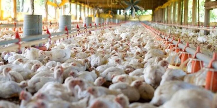 Doença de Newcastle: ministério descarta casos suspeitos após exames