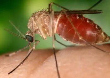 Febre oropouche transmitida pelo mosquito Maruim. Conselho Federal de Farmácia/Reprodução