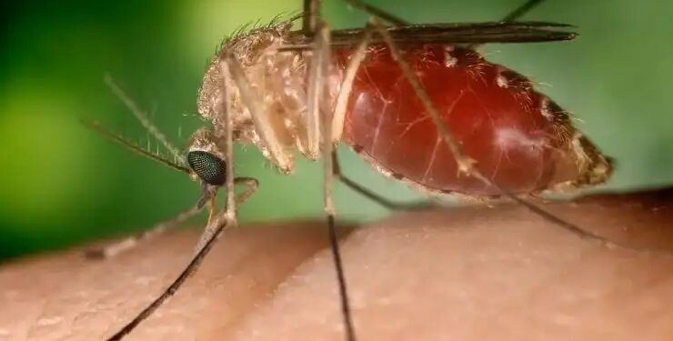 Febre oropouche transmitida pelo mosquito Maruim.
Conselho Federal de Farmácia/Reprodução