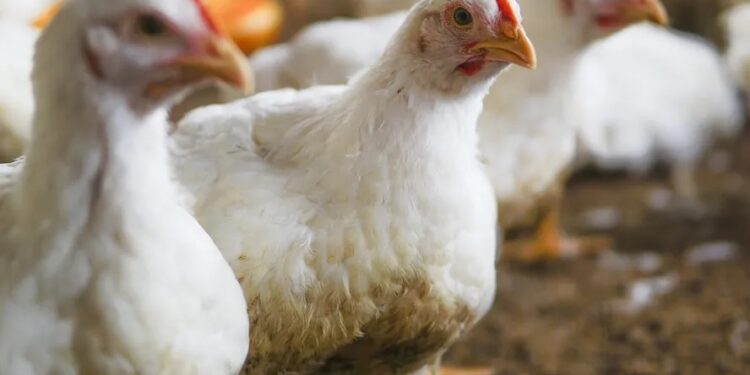 RS declara emergência em saúde animal após Doença de Newcastle