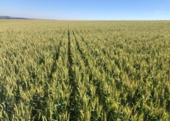 Área de trigo no Paraná — Foto: Arquivo pessoal