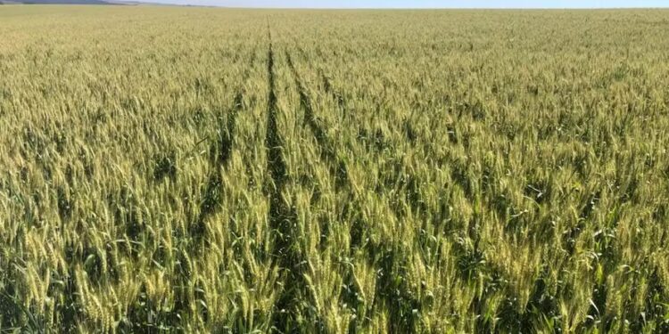 Comércio de trigo está paralisado, enquanto produtores se dedicam ao plantio de 2023/24