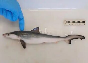 Pesquisadores encontram cocaína ao analisar organismos de tubarões pescados no Rio de Janeiro IOC/Fiocruz