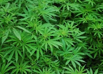 Embrapa solicita autorização à Anvisa para plantio de cannabis