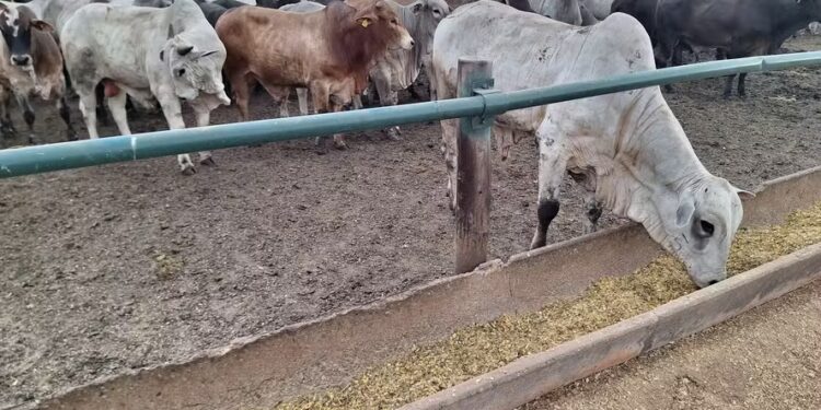 Com queda no custo da alimentação no confinamento, terminação intensiva pode se tornar mais atrativa para os pecuaristas — Foto: José Florentino/Globo Rural