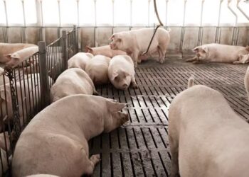 Preço do suíno vivo sobe nas principais praças, mas carne segue estável