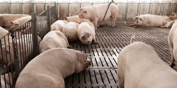 Preço do suíno vivo sobe nas principais praças, mas carne segue estável