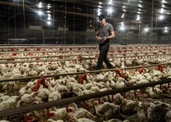 Doença de Newcastle: Ministério descarta mais dois casos suspeitos e reduz suspensões comerciais
