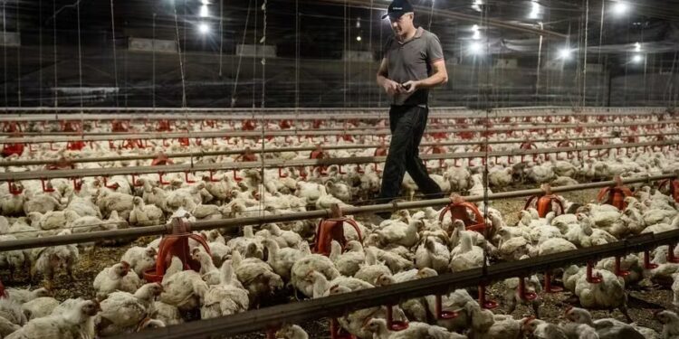 Doença de Newcastle: Ministério descarta mais dois casos suspeitos e reduz suspensões comerciais