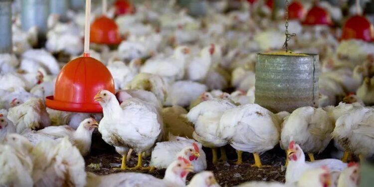 Brasil comunica fim do foco de doença de Newcastle a órgão internacional de saúde animal