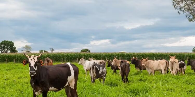 Preço do boi gordo permanece estável com mercado equilibrado