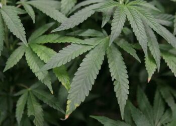 Abicann estima que 400 mil empregos podem ser gerados pela indústria da maconha