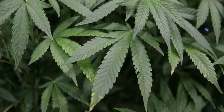 Regulamentação da indústria da maconha poderia gerar mais de R$ 167 bi por ano, diz associação
