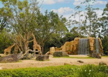 Animais do zoológico do Beto Carrero World, imagem de arquivo Beto Carrero World