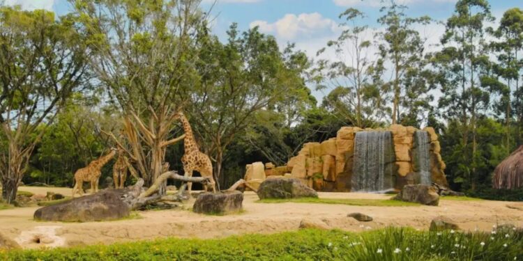 Destino dos animais de zoológico do Beto Carrero World é questionado pelo MP de Santa Catarina