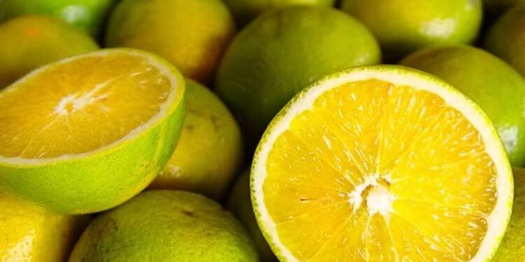 A laranja pera acumulou uma alta de 1,31% de 22 a 25 de julho — Foto: Ceagesp / Divulgação