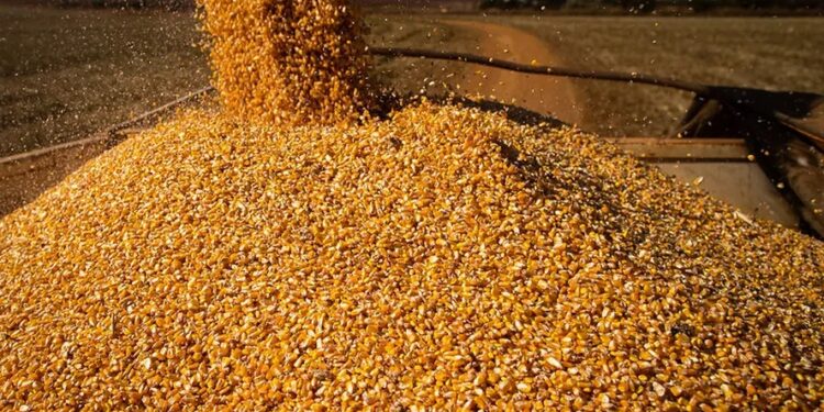 Segundo a Conab, 79,6% da safra de milho já foi colhida — Foto: Wenderson Araujo/CNA