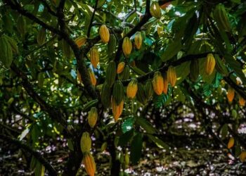 Pé de cacau — Foto: Foco Filmes