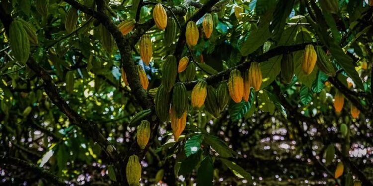 Governo prorroga emergência para doença do cacau no Norte do país