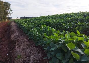 Datagro espera um aumento de 1,5% da área plantada com soja em relação à temporada anterior — Foto: Marcelo Beledeli / Globo Rural