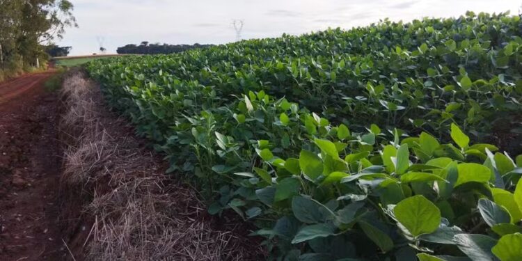 Datagro espera um aumento de 1,5% da área plantada com soja em relação à temporada anterior — Foto: Marcelo Beledeli / Globo Rural