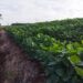 Brasil deve plantar quase 47 milhões de hectares com soja em 2024/25