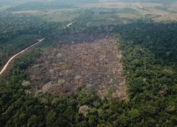 “O incentivo não deve ser no sentido da abertura de novas áreas”, segundo Mariana Stussi — Foto: Verde Brasil/17
