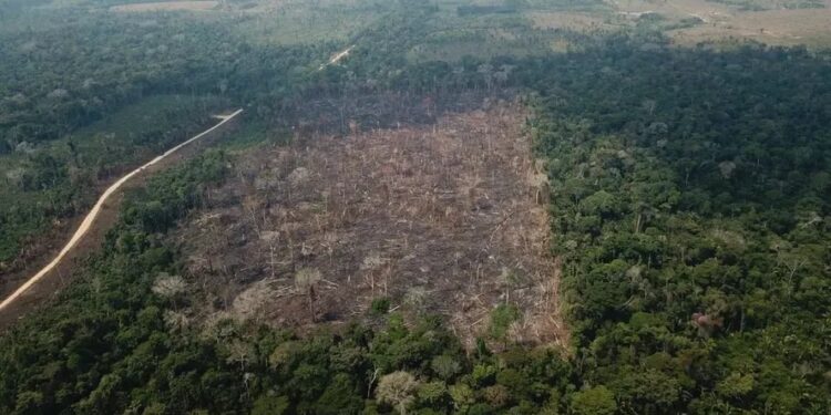 Crédito rural com subsídio financiou áreas com desmate