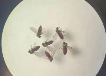 Mosquitos que transmitem a febre oropouche Bruna Lais Sena do Nascimento/ IEC