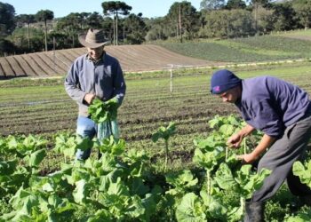 Agricultores do Tocantins contrataram R$ 305,6 milhões por meio Pronaf na Safra 2023/2024