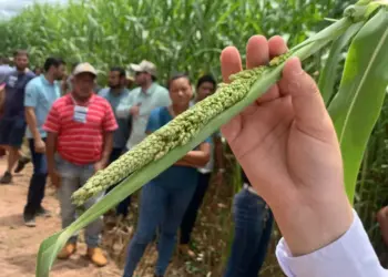 Demonstração da semente do sorgo aos produtores rurais no dia de campo no Pavilhão da Agricultura Familiar da Agrotins 2024 (Foto: Jefferson Araújo/Governo do Tocantins)