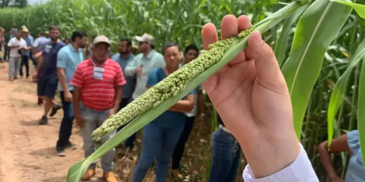 Governo do Tocantins fortalece a agricultura familiar e realiza mais de 3 mil atendimentos nas edições da Feira da Colheita